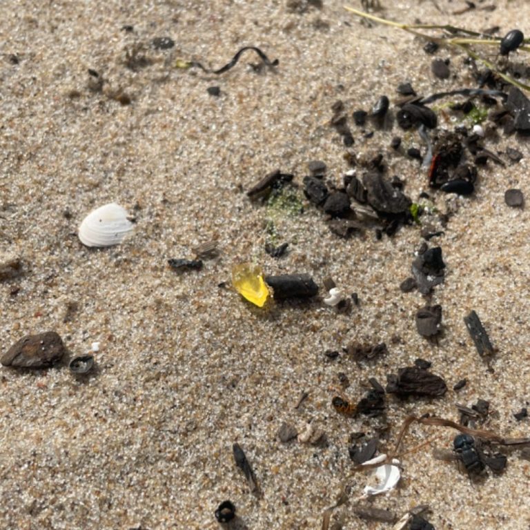 Berstein an der Ostsee findet man oft in Verbindung mit schwarzem Holz. 